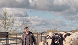 Selecting bulls for a better block